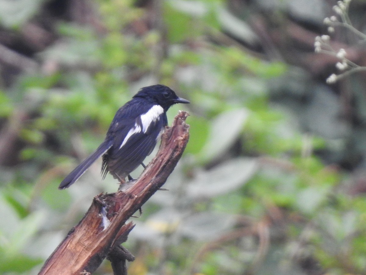 Oriental Magpie-Robin - ML642693154