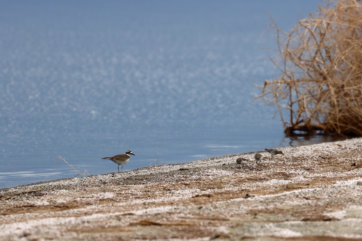 Killdeer - ML642693155