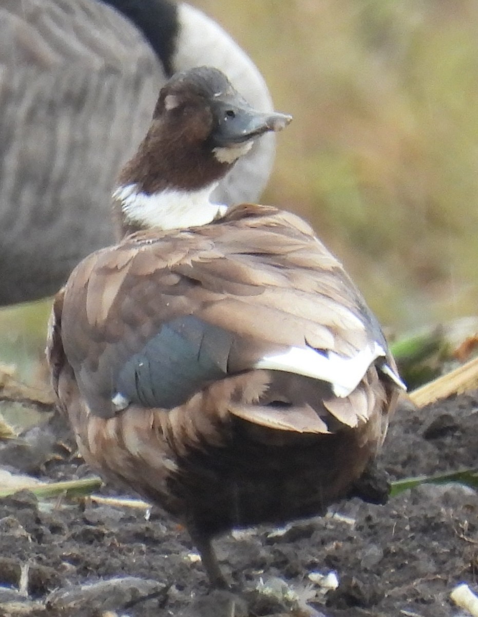 Mallard (Domestic type) - ML642693159