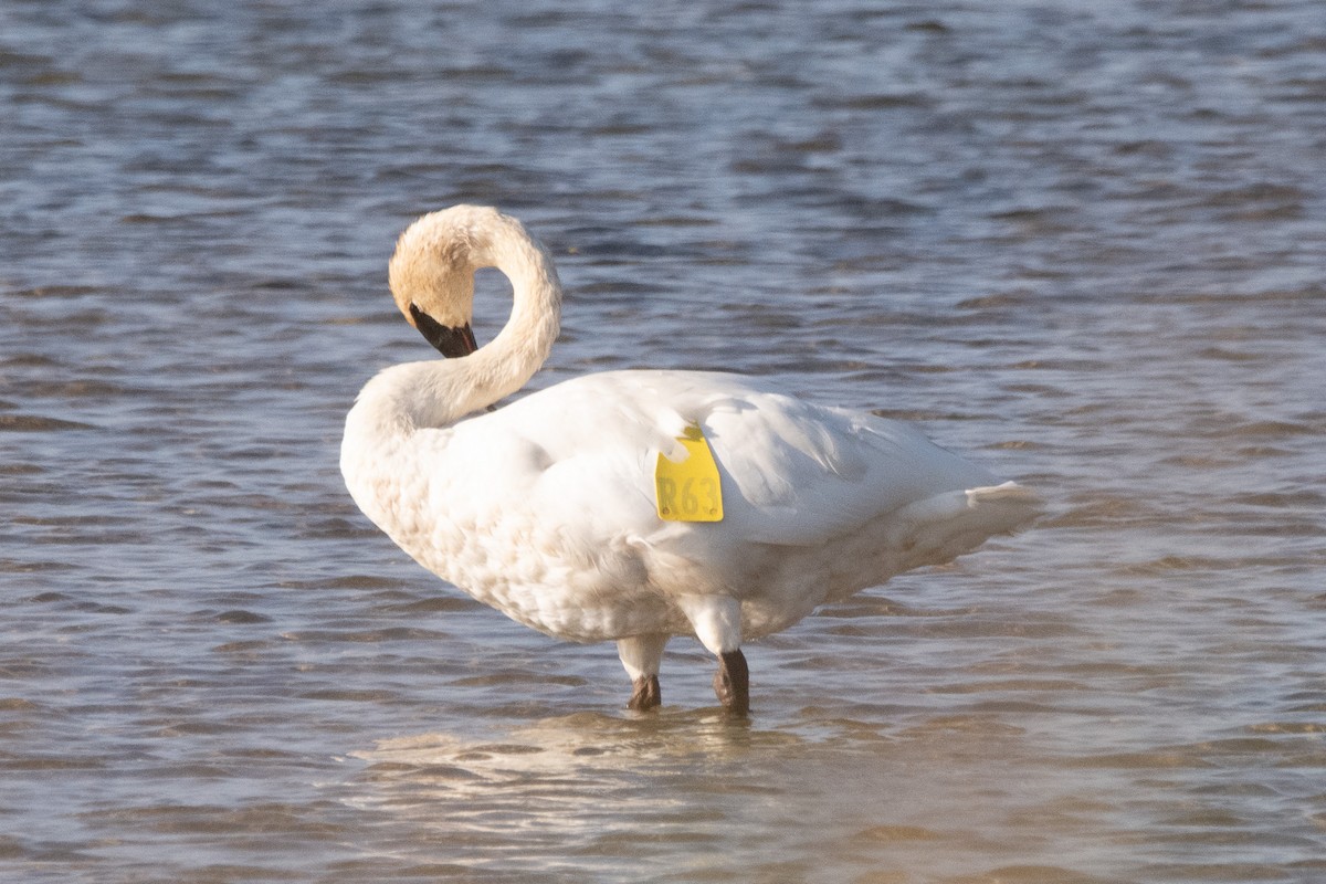 Cisne Trompetero - ML642693160