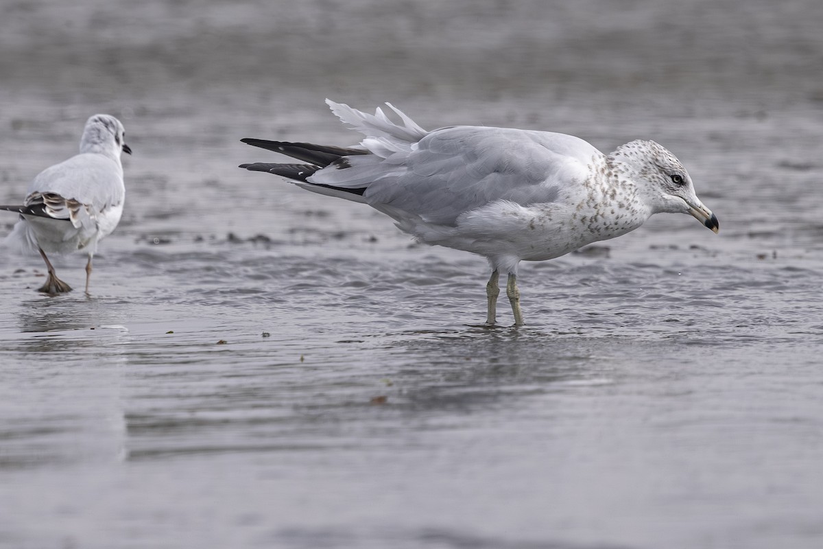 Gaviota de Delaware - ML642693163
