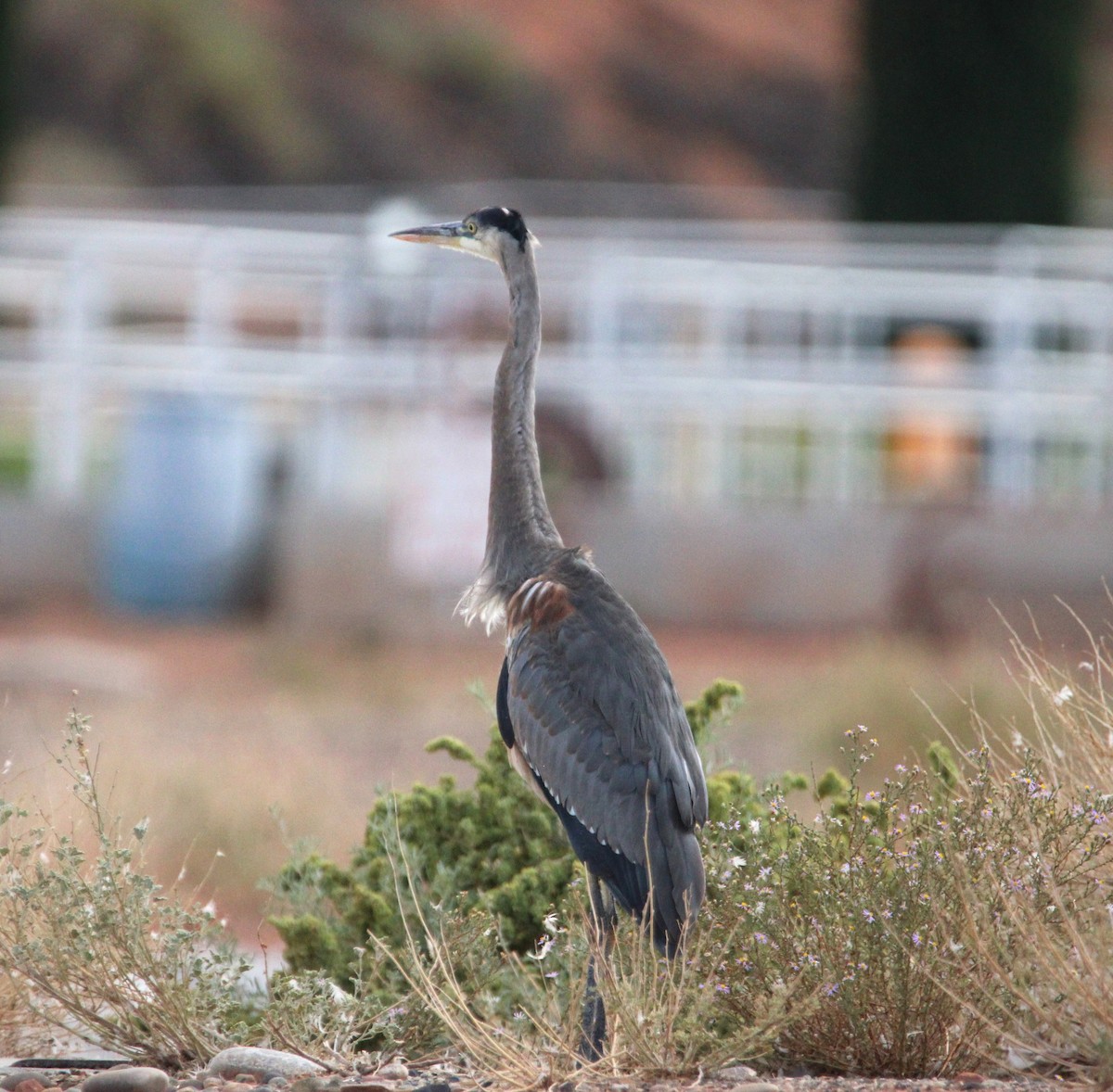Garza Azulada - ML642693171