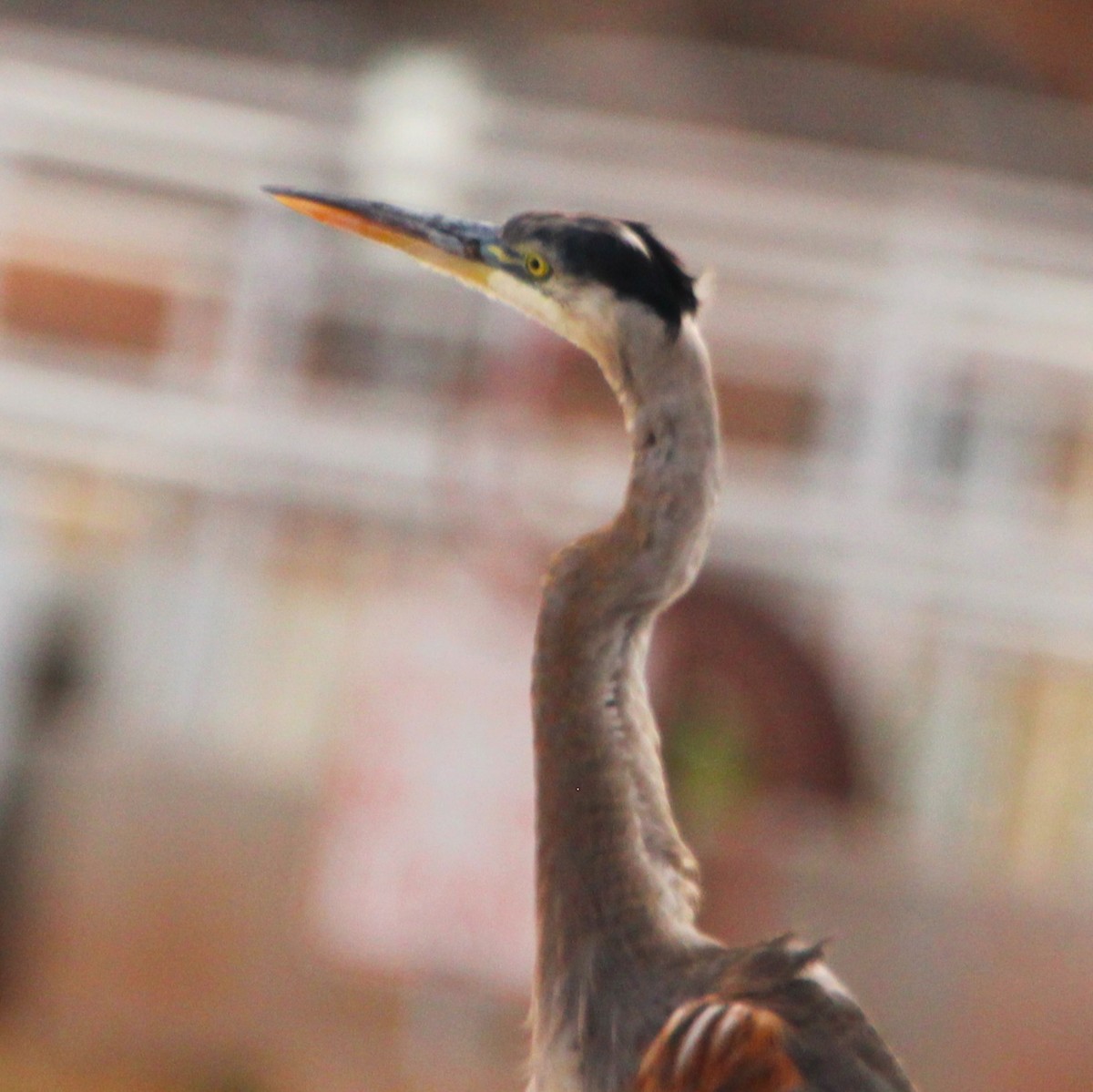 Garza Azulada - ML642693176