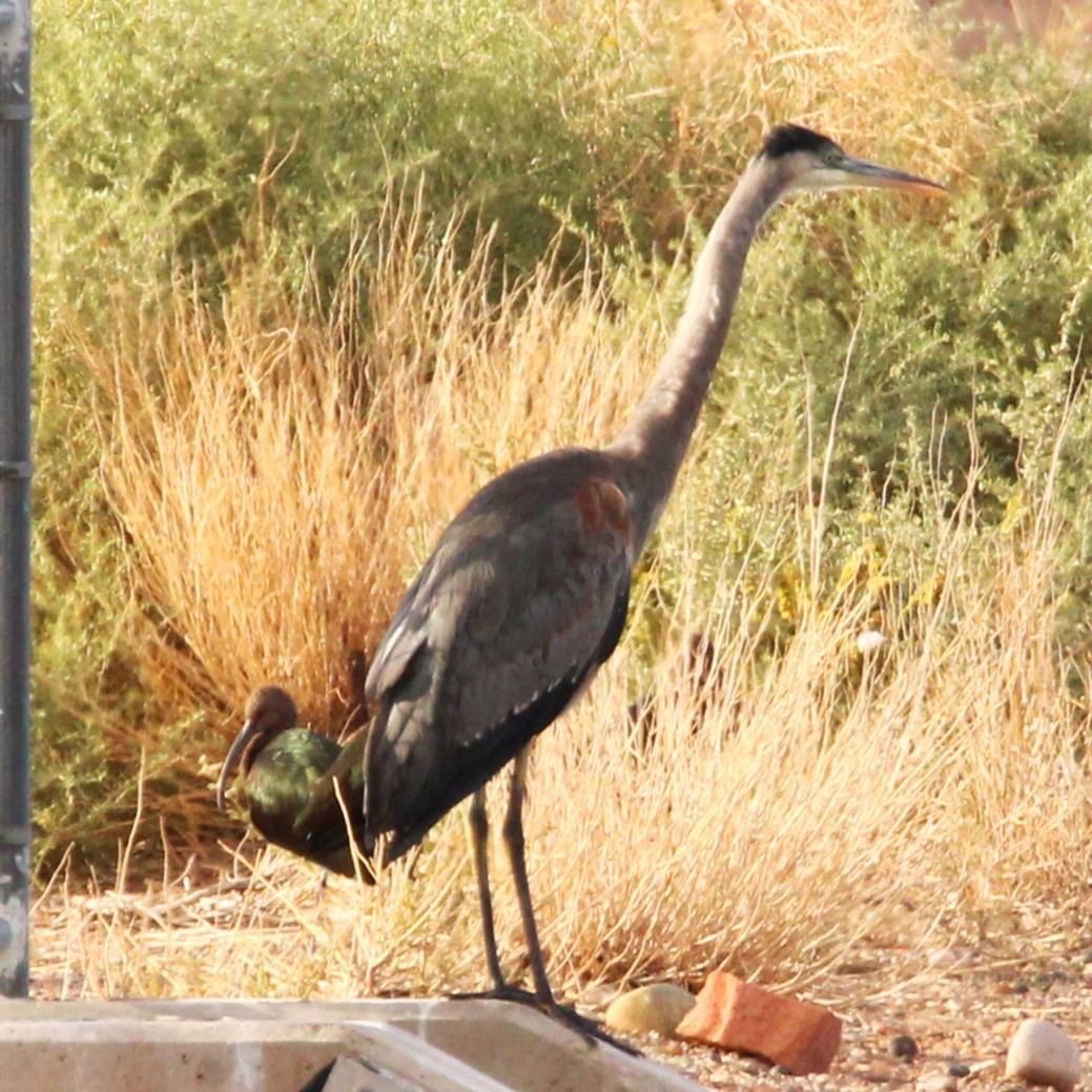 Garza Azulada - ML642693179