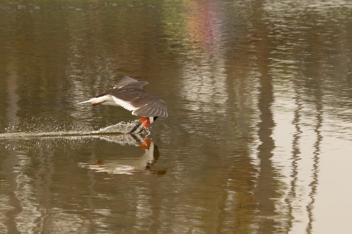 Black Skimmer - ML642693186