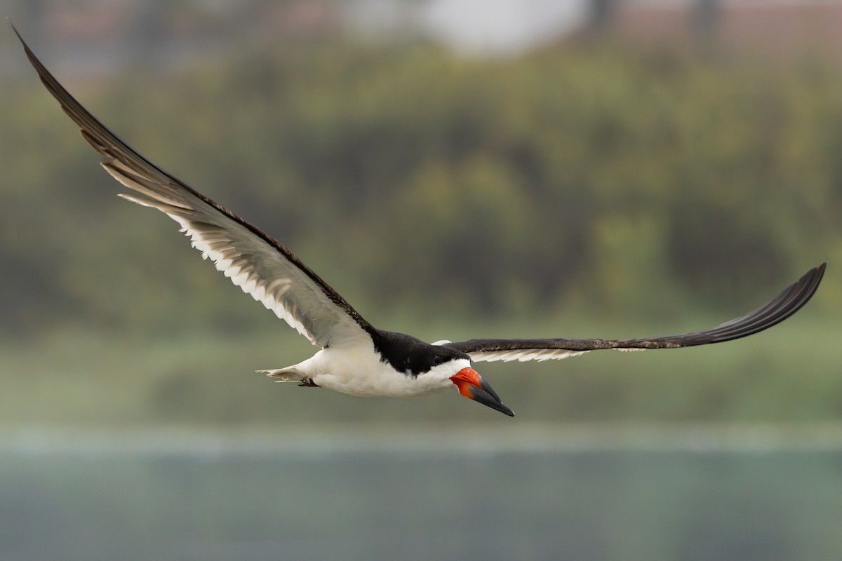 Black Skimmer - ML642693188