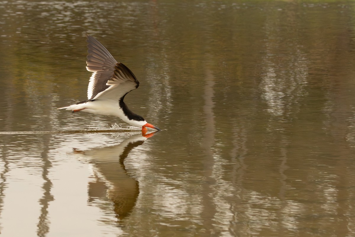 Black Skimmer - ML642693189