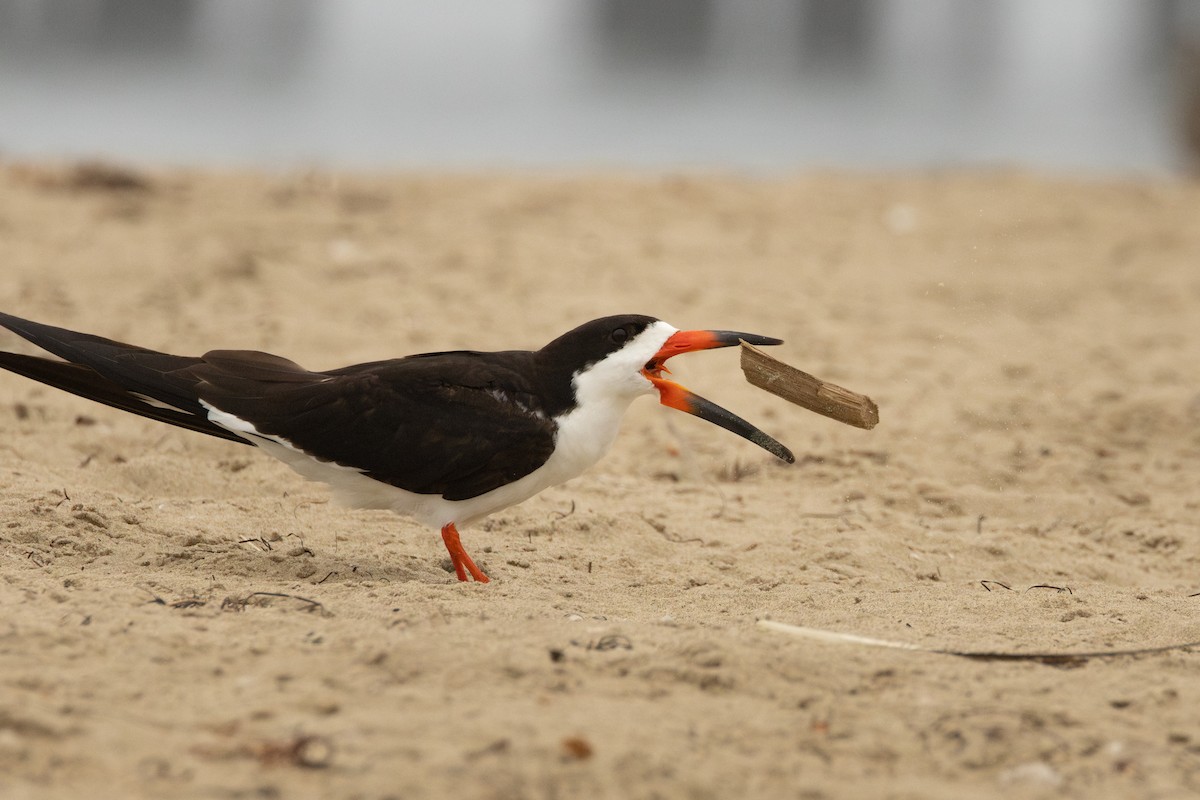 Black Skimmer - ML642693190