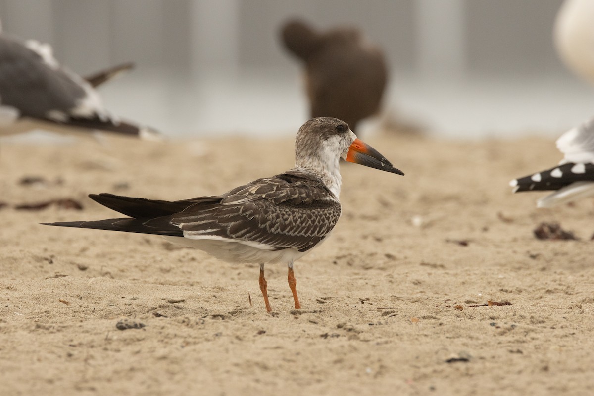 Black Skimmer - ML642693193
