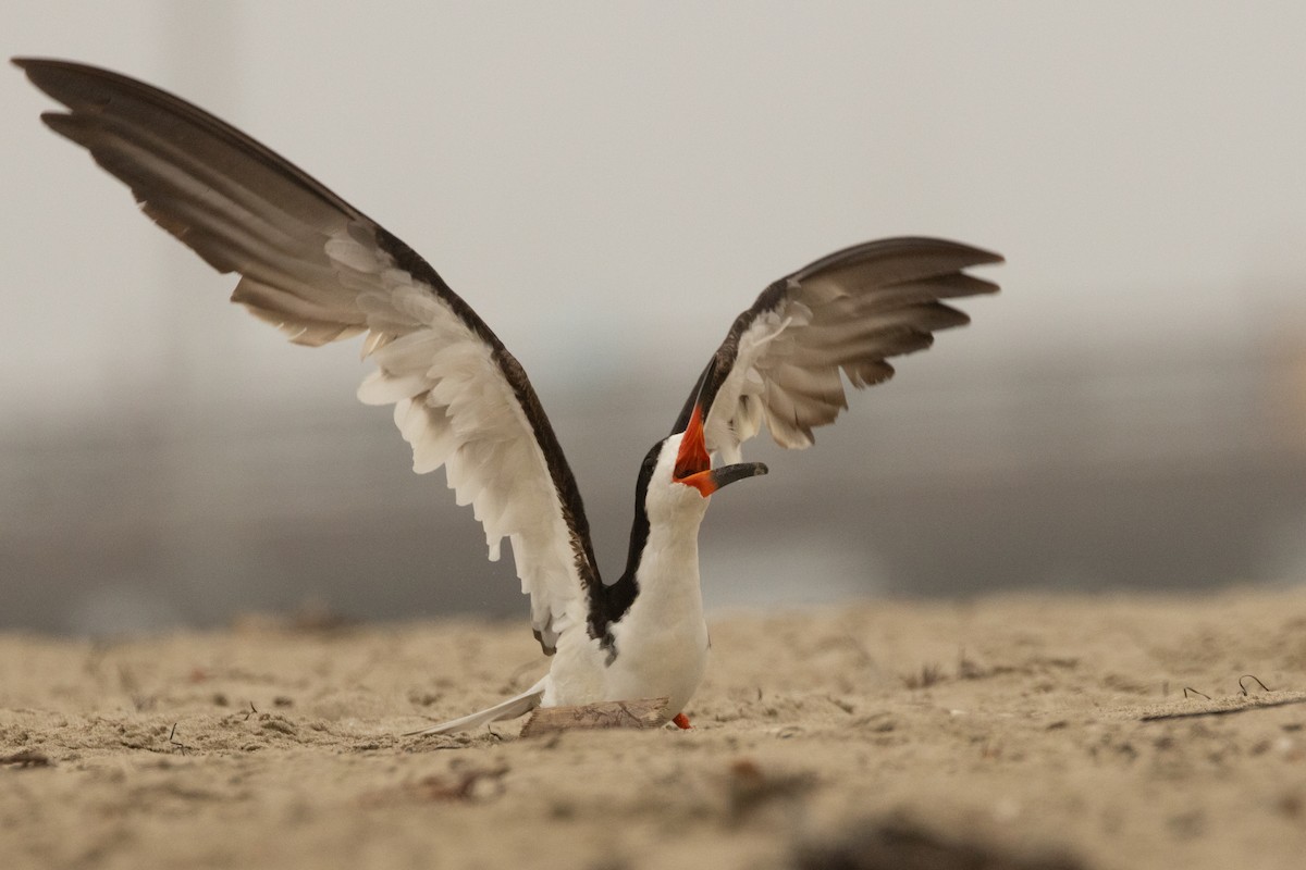 Black Skimmer - ML642693194
