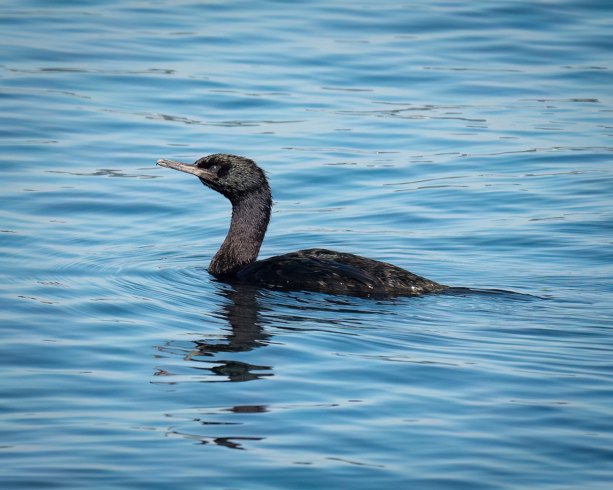 Cormorán Pelágico - ML642693207