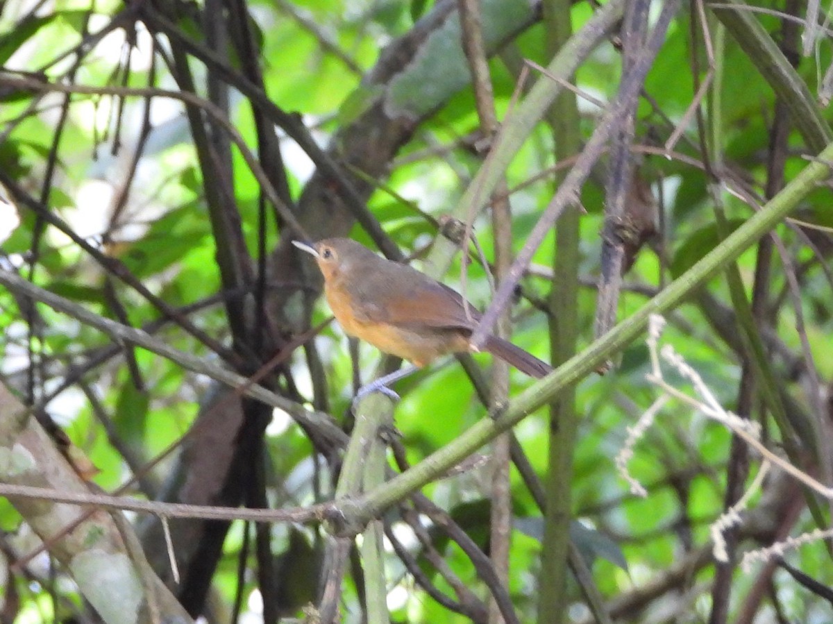 Dusky Antbird - ML642693208
