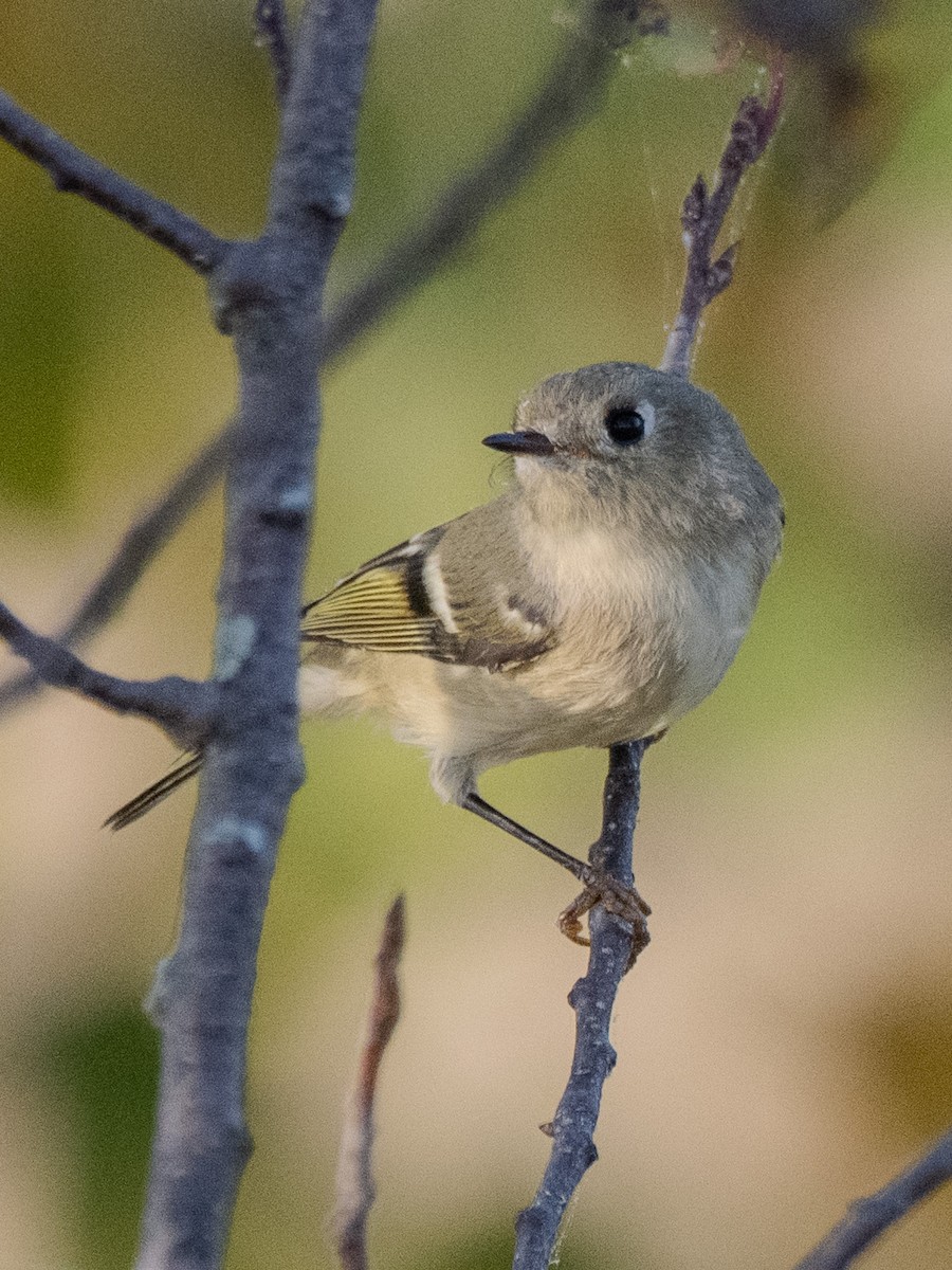 Ruby-crowned Kinglet - ML642693215
