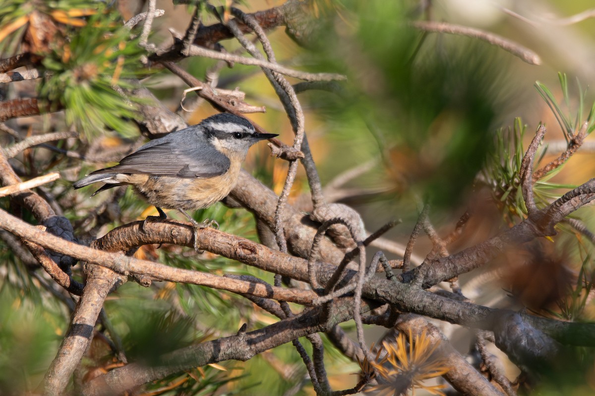 Red-breasted Nuthatch - ML642693219