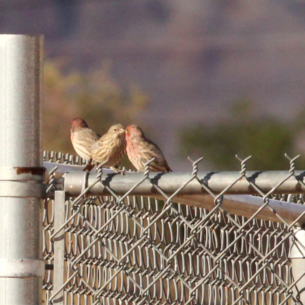 House Finch - ML642693220