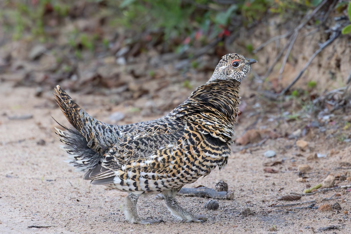 Spruce Grouse - ML642693221