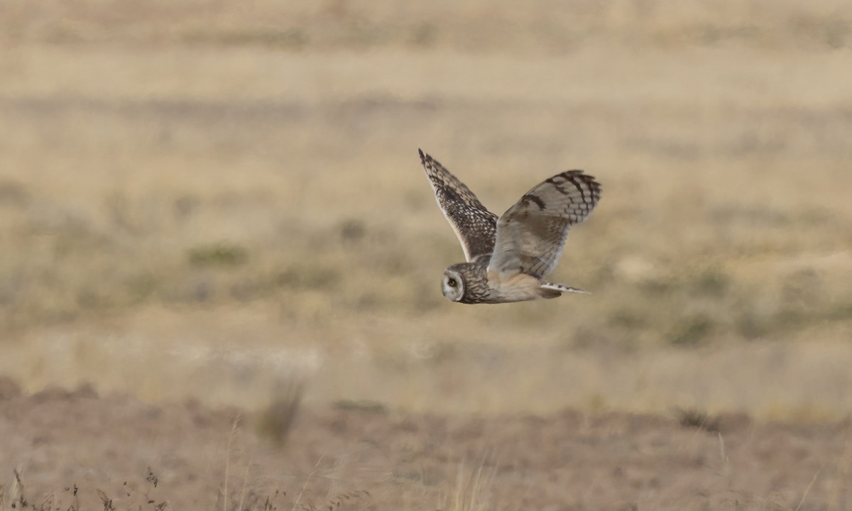 Hibou des marais - ML642693223