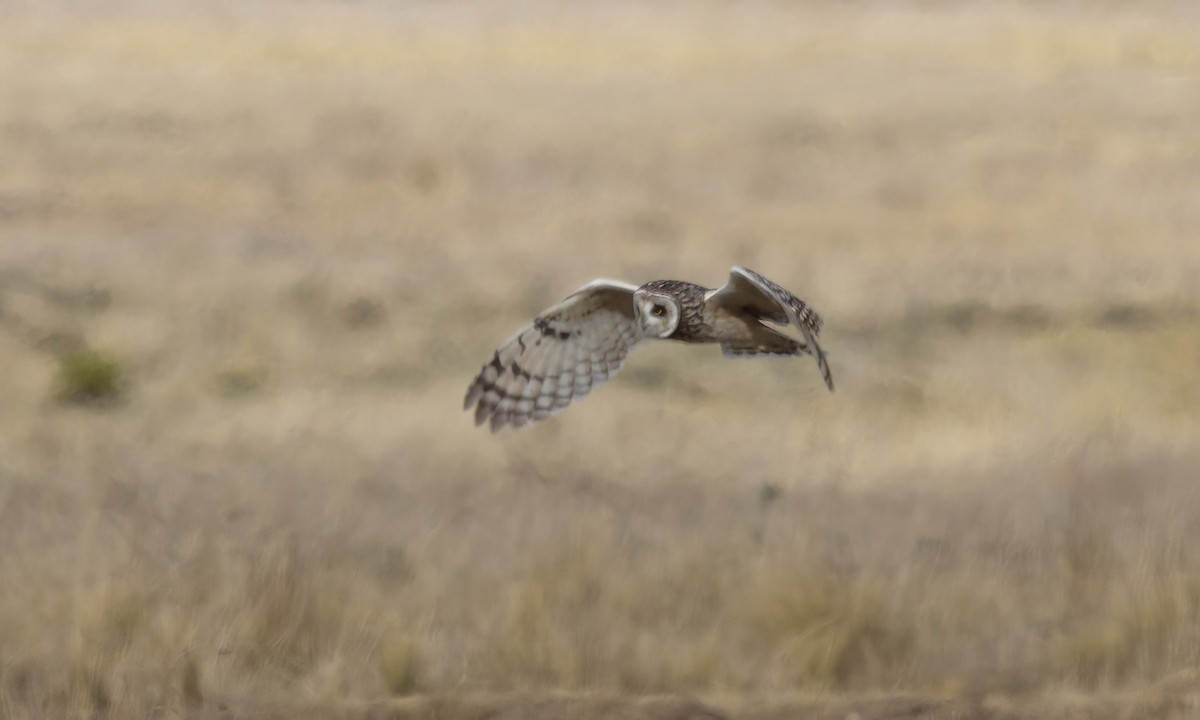 Hibou des marais - ML642693224
