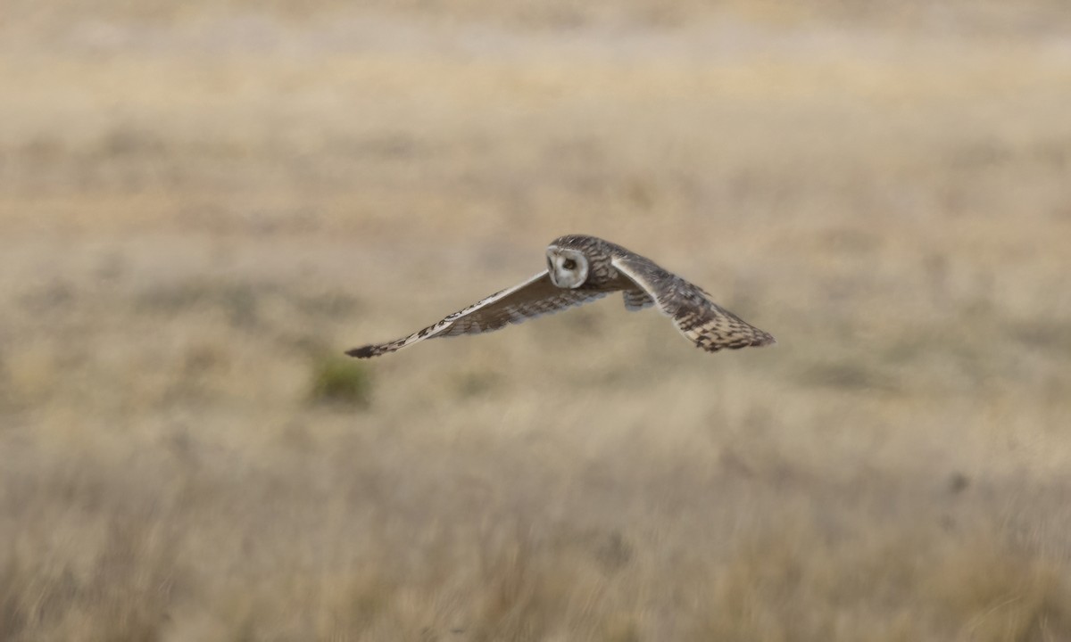 Hibou des marais - ML642693225