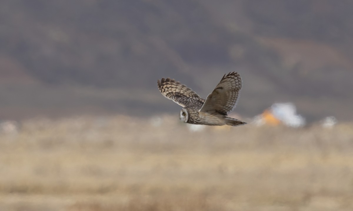 Hibou des marais - ML642693226