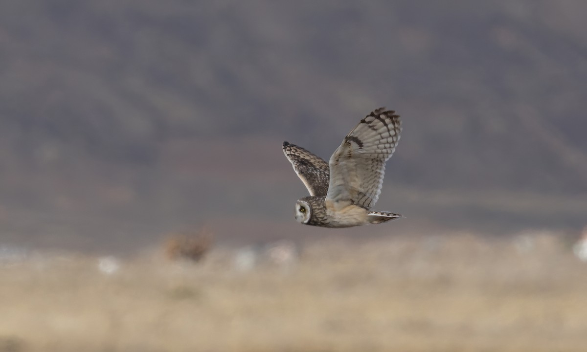 Hibou des marais - ML642693227