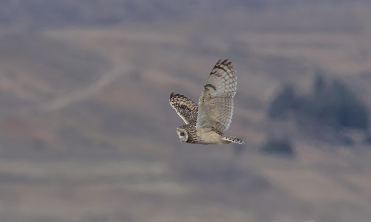 Hibou des marais - ML642693228