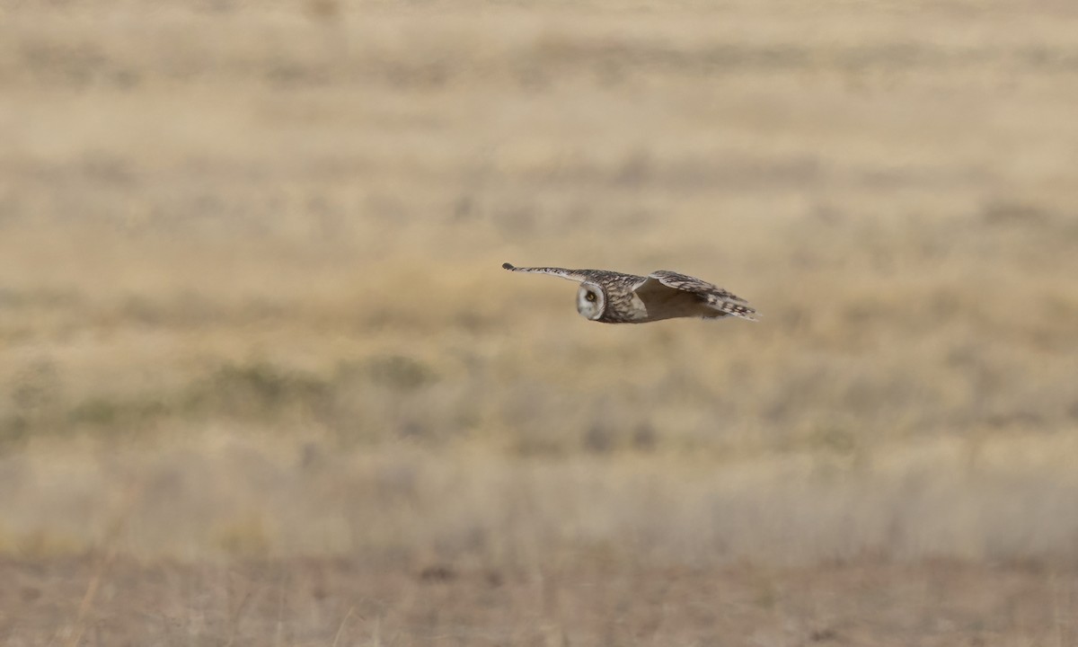 Hibou des marais - ML642693229