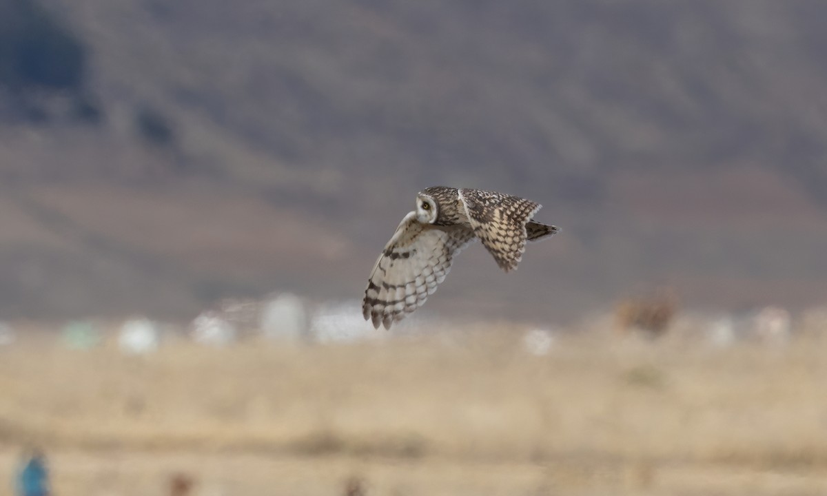 Hibou des marais - ML642693230
