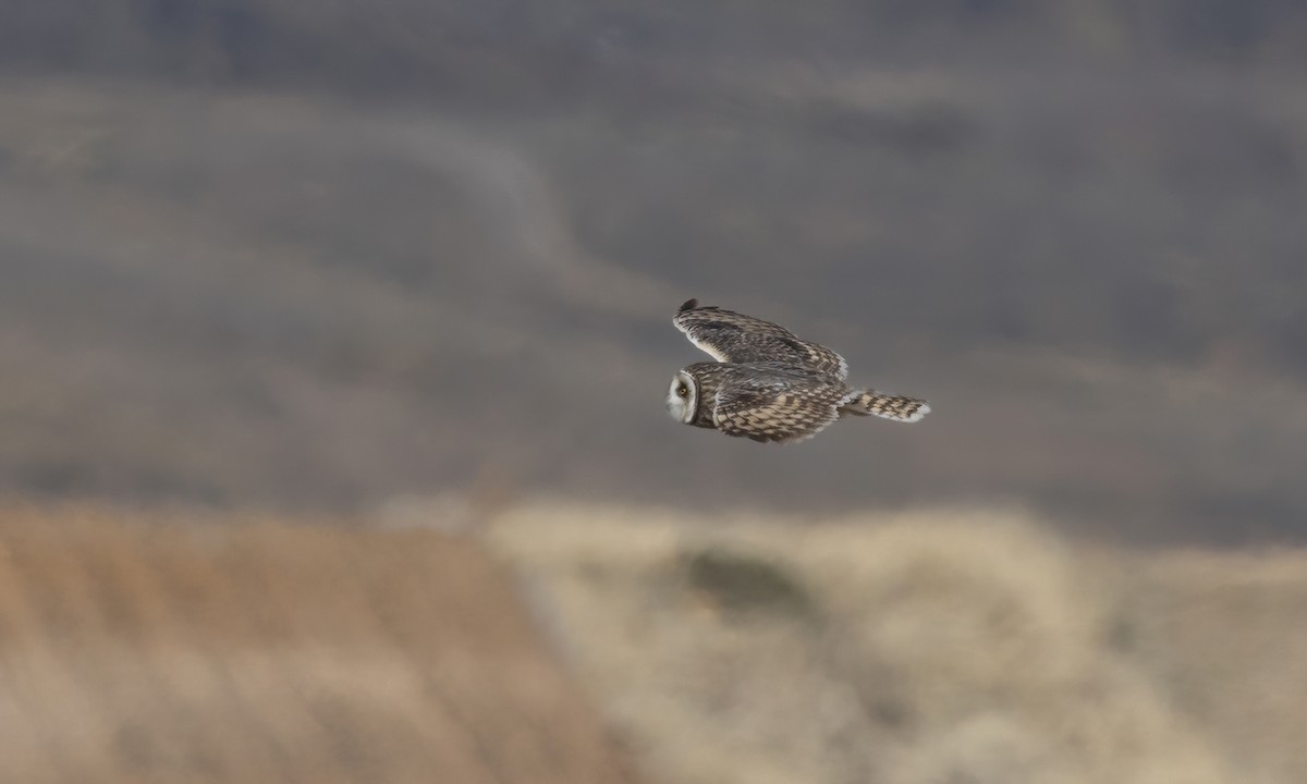 Hibou des marais - ML642693232