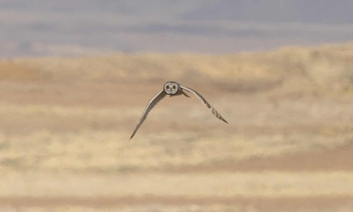 Hibou des marais - ML642693233