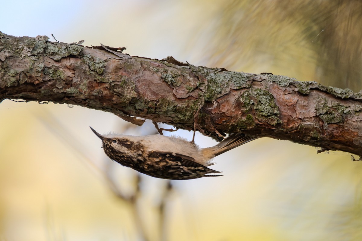 Brown Creeper - ML642693240
