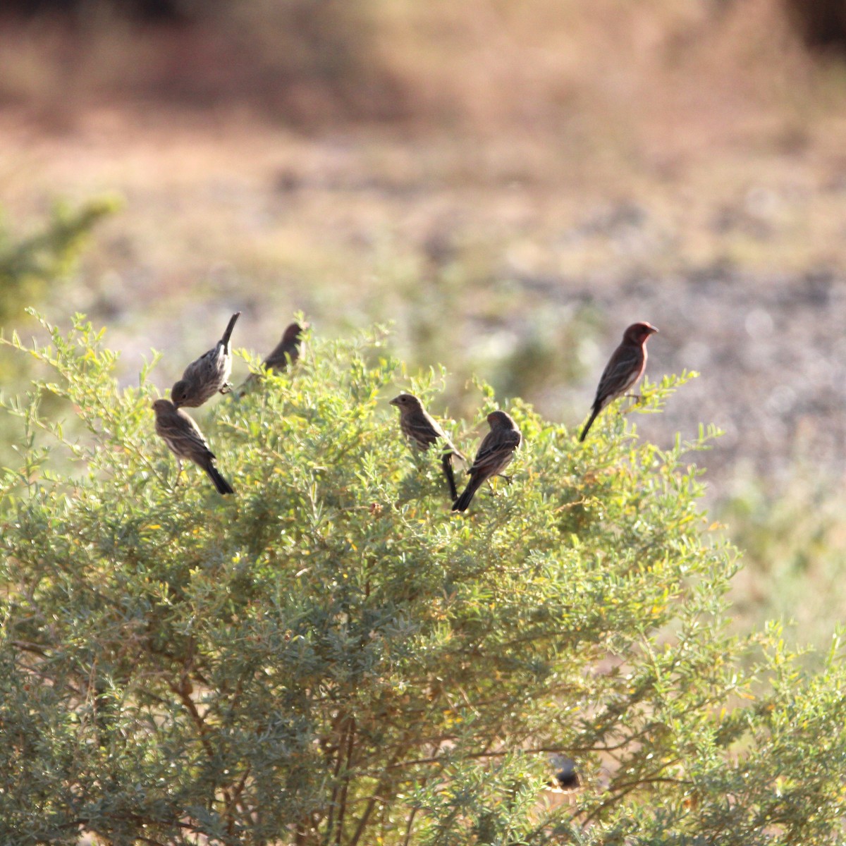 House Finch - ML642693241