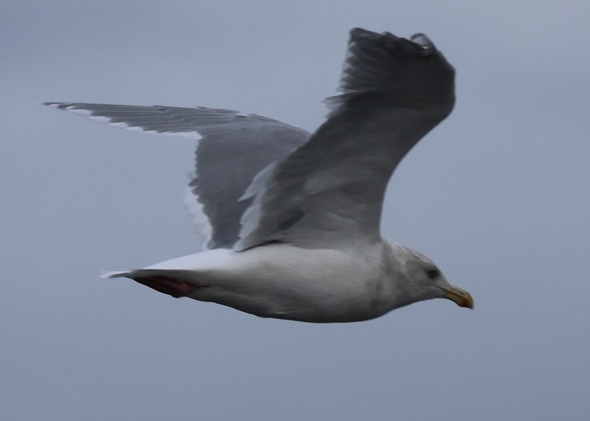 Glaucous-winged Gull - ML642693242