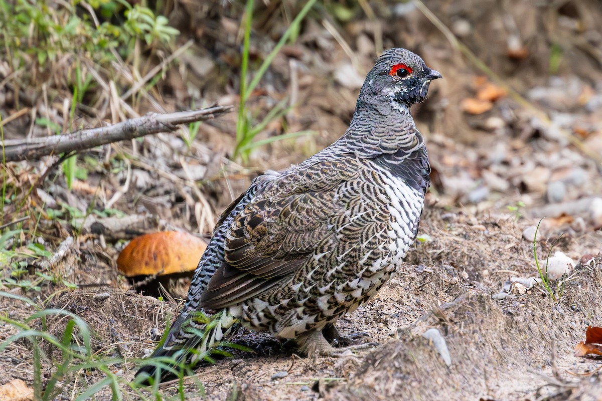 Spruce Grouse - ML642693243