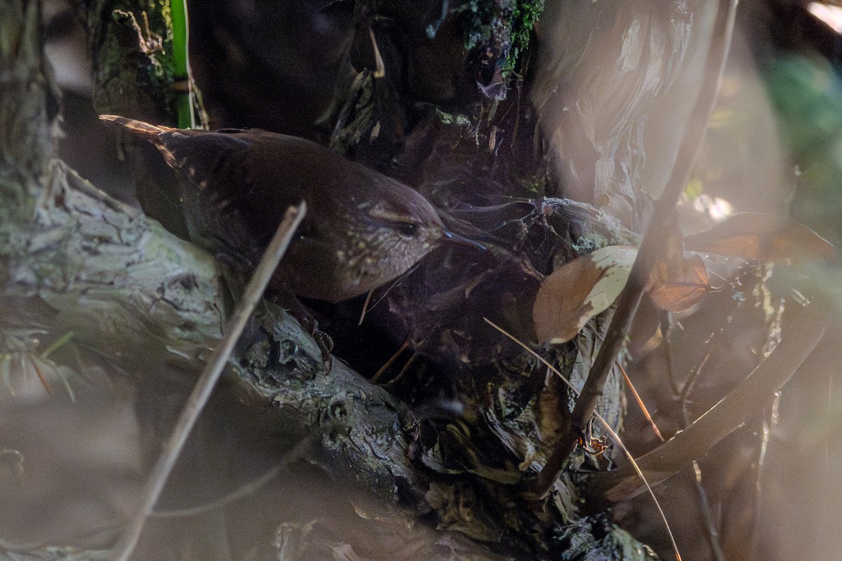 Winter Wren - ML642693244