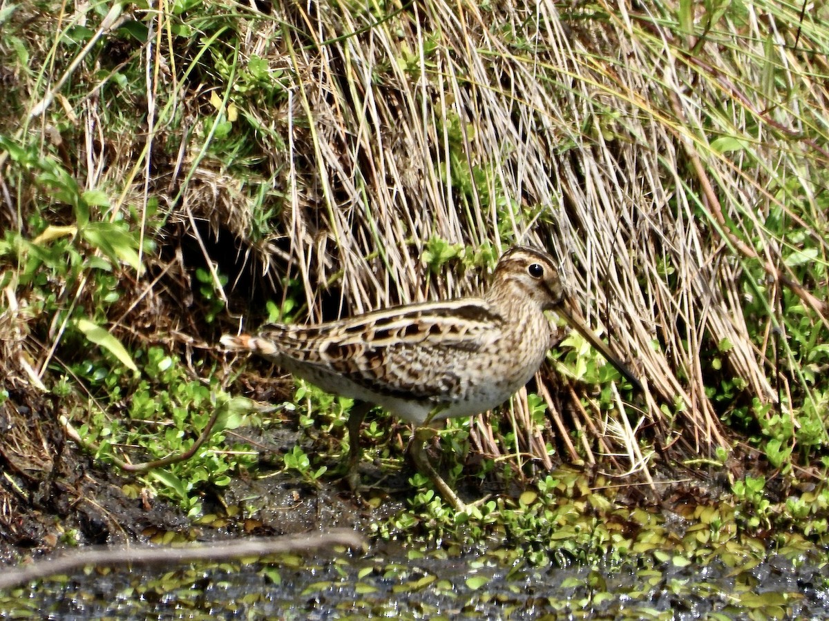 Latham's Snipe - ML642693245