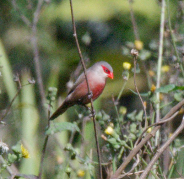 Common Waxbill - ML642693247