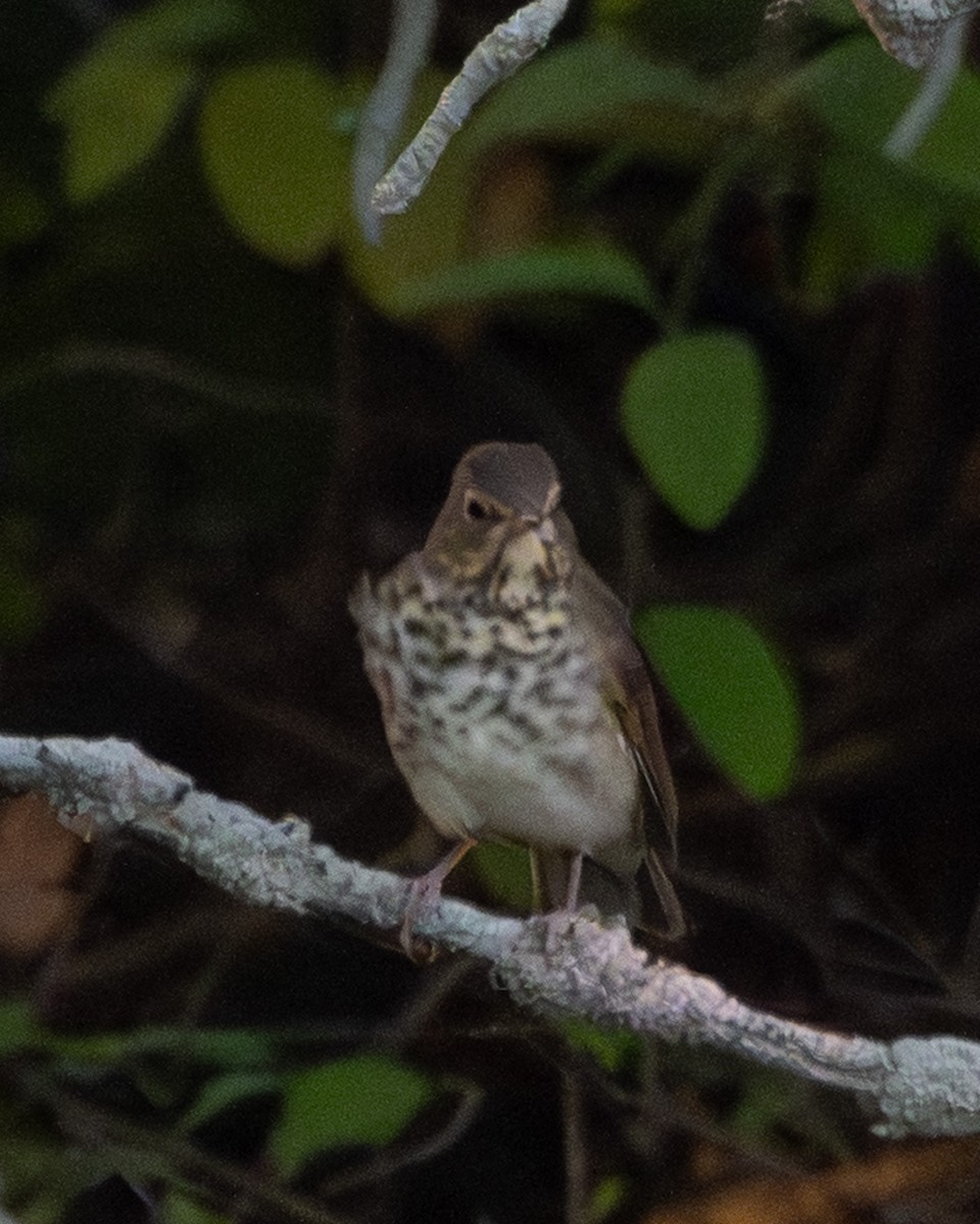 Swainson's Thrush - ML642693249