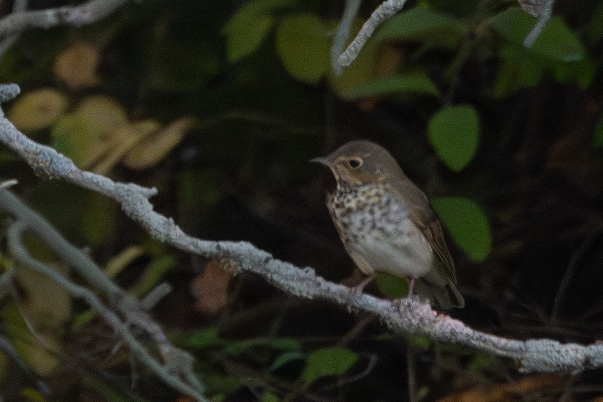Swainson's Thrush - ML642693250
