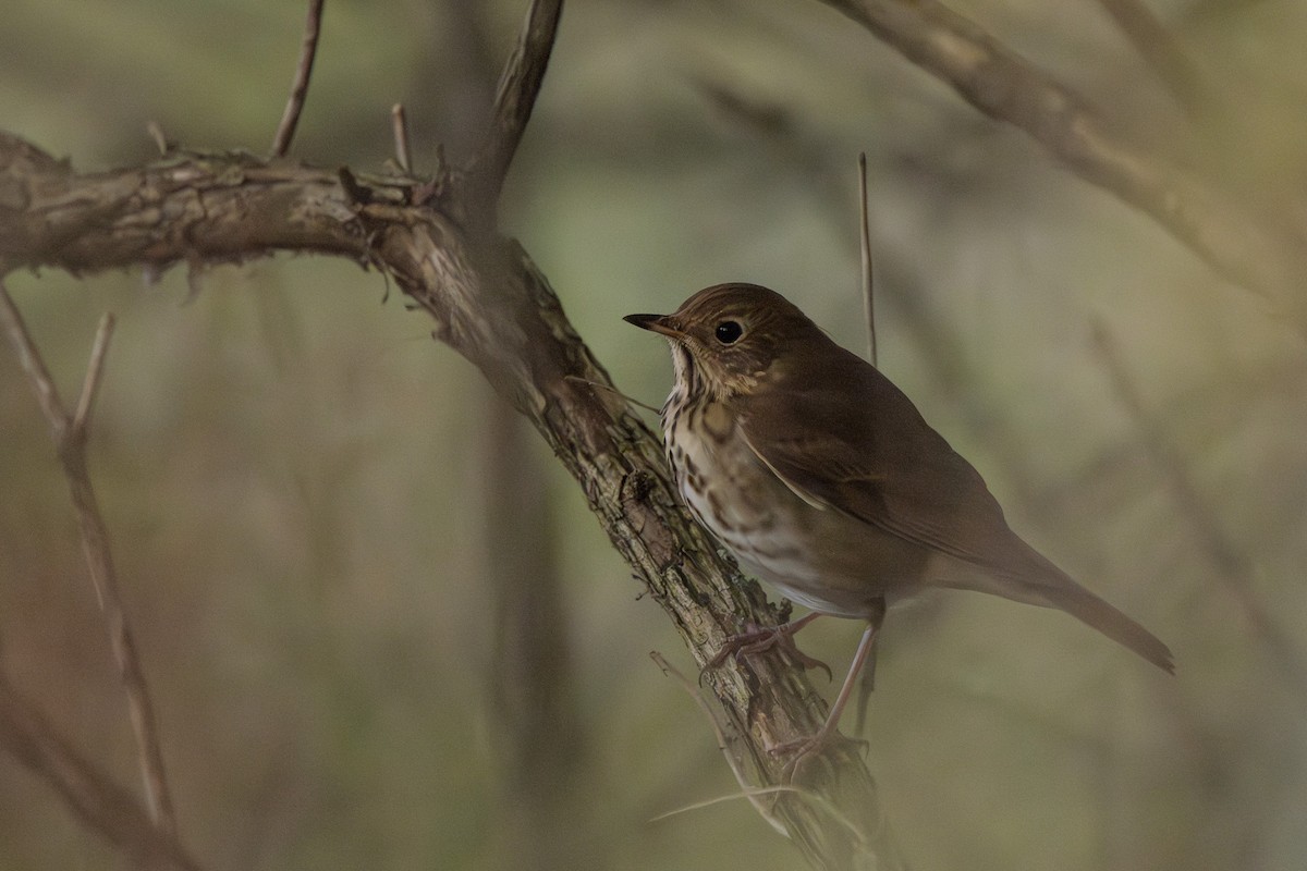 Hermit Thrush - ML642693256