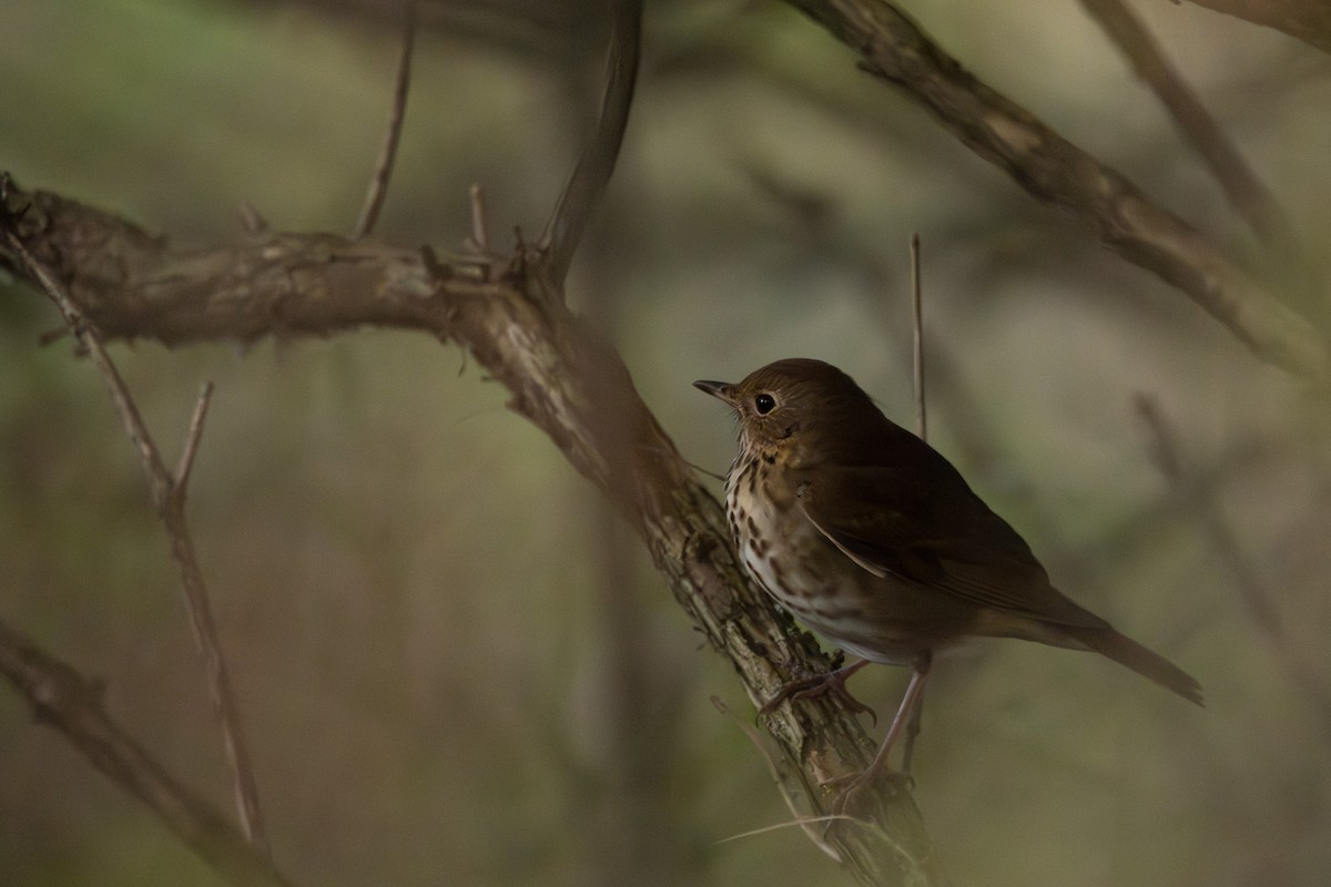 Hermit Thrush - ML642693257