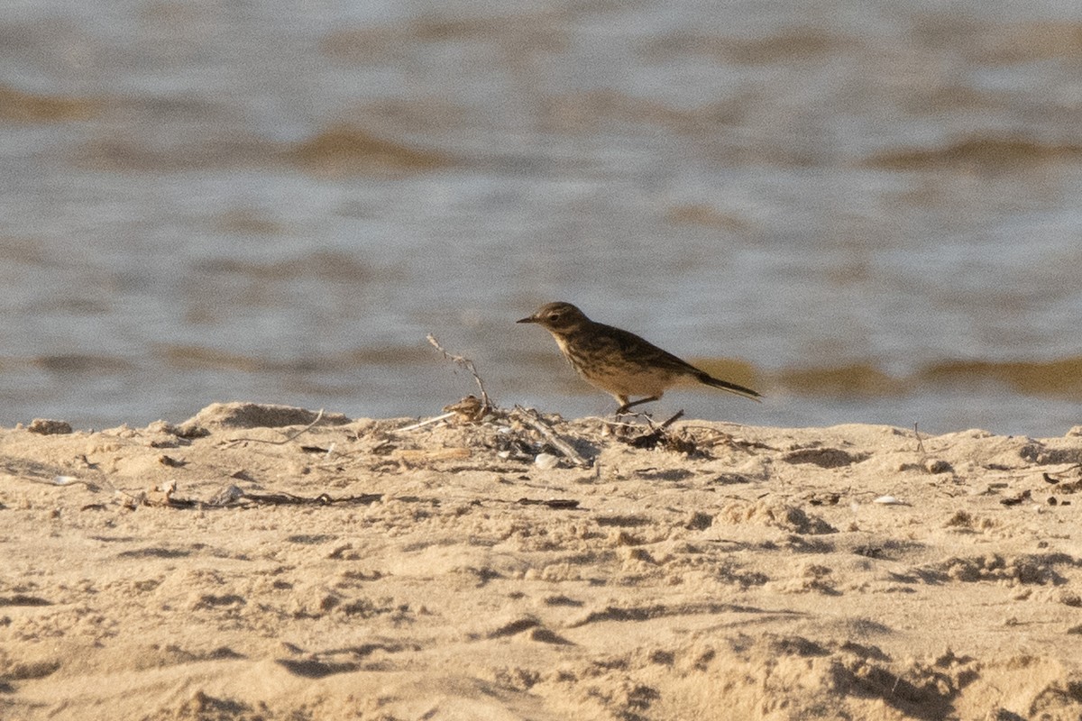 American Pipit - ML642693262