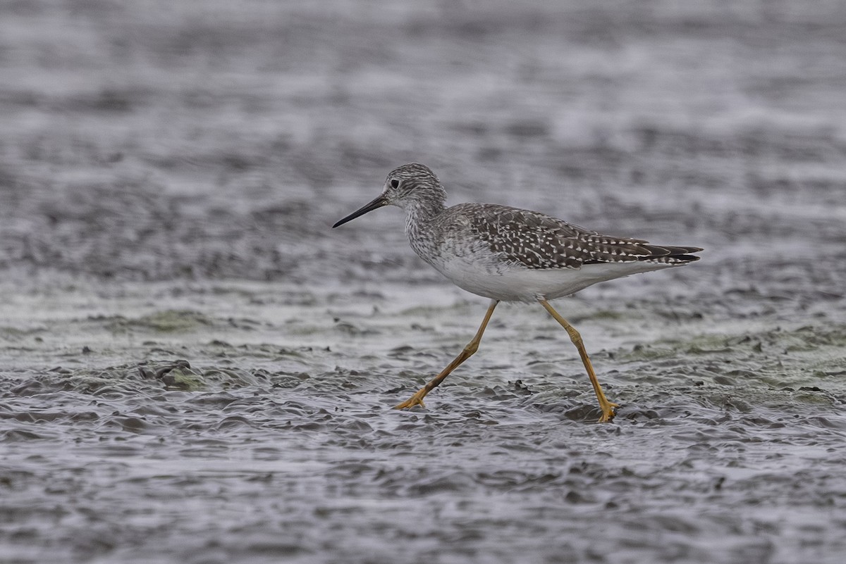 Lesser Yellowlegs - ML642693275