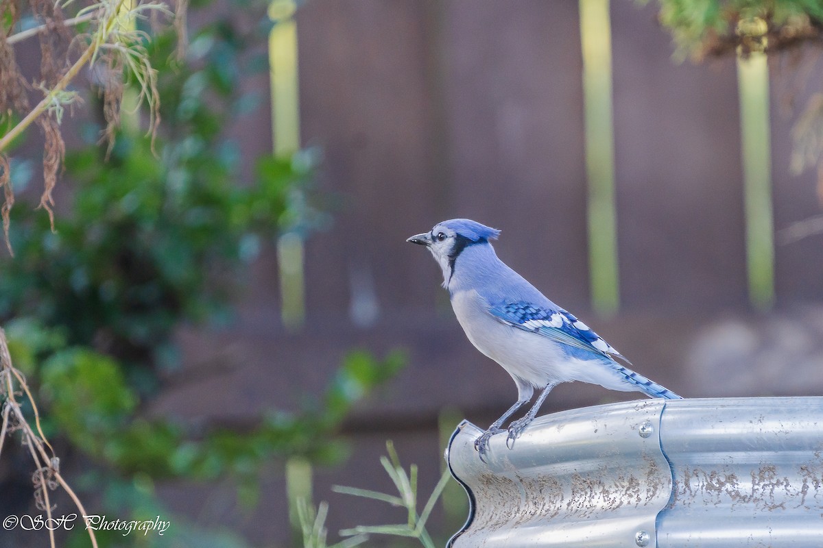 Blue Jay - ML642693276