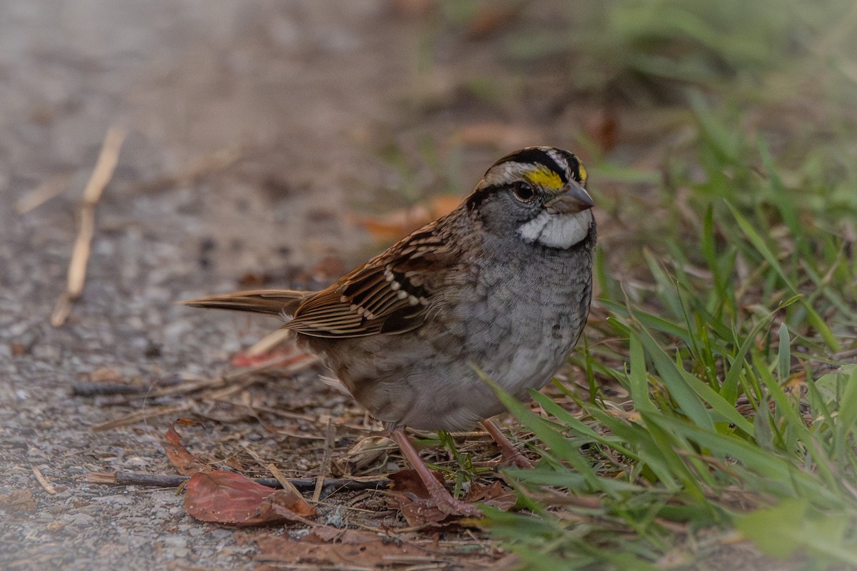 White-throated Sparrow - ML642693278