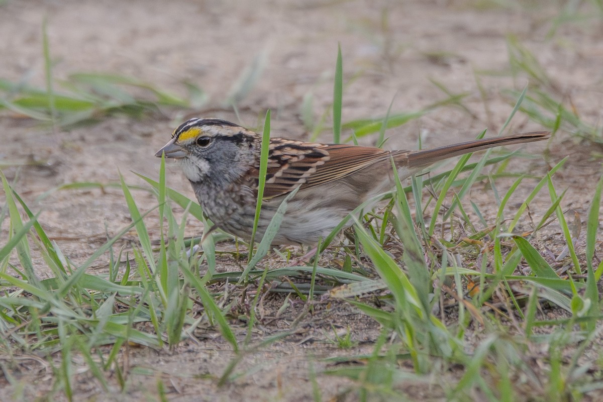 White-throated Sparrow - ML642693279