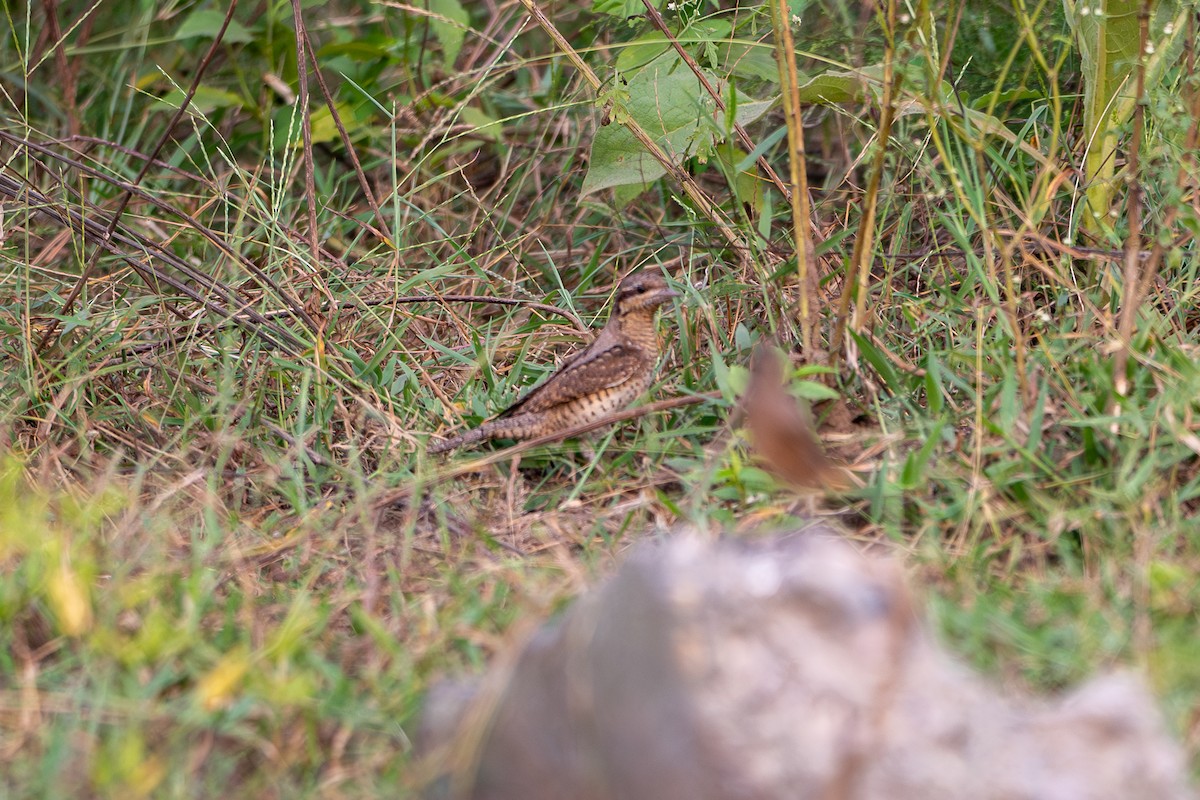 Eurasian Wryneck - ML642693280