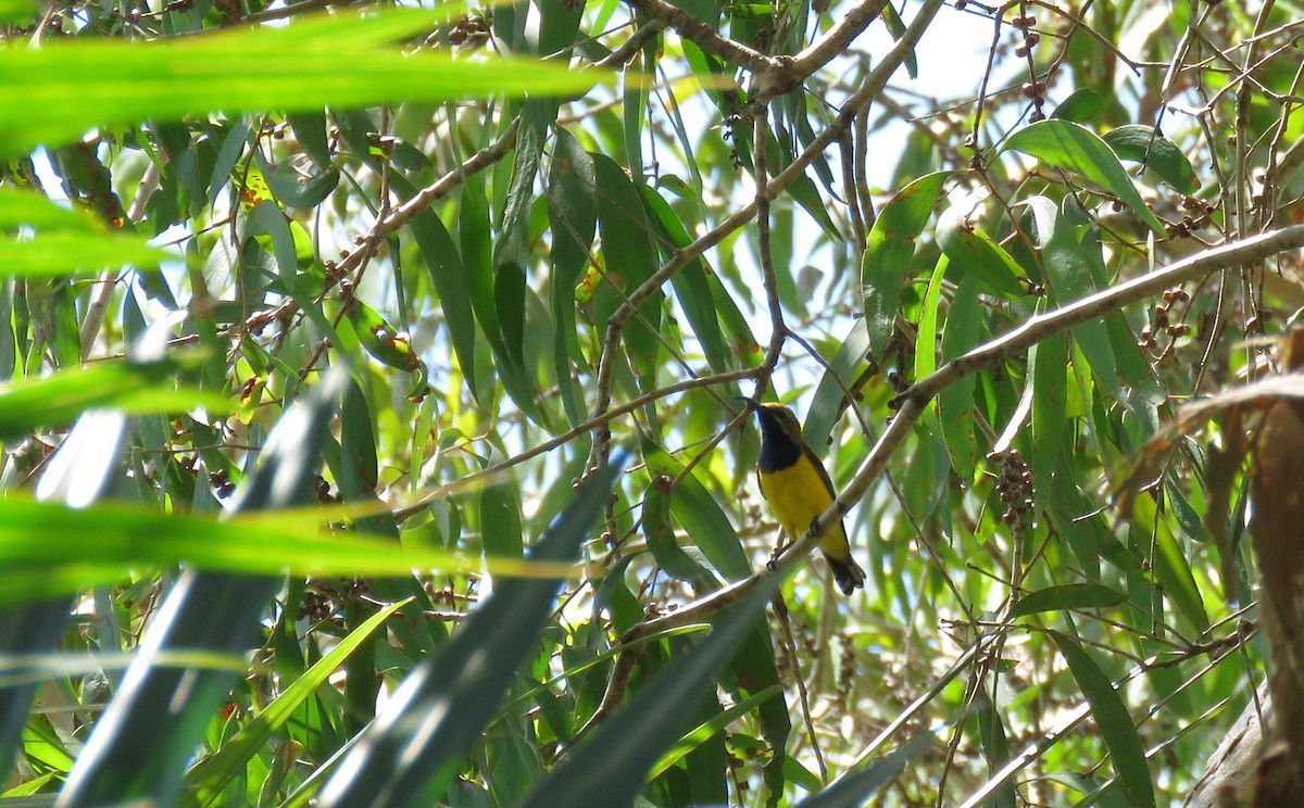 Sahul Sunbird - ML642693281
