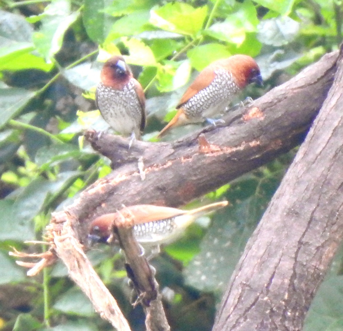 Scaly-breasted Munia - ML642693283