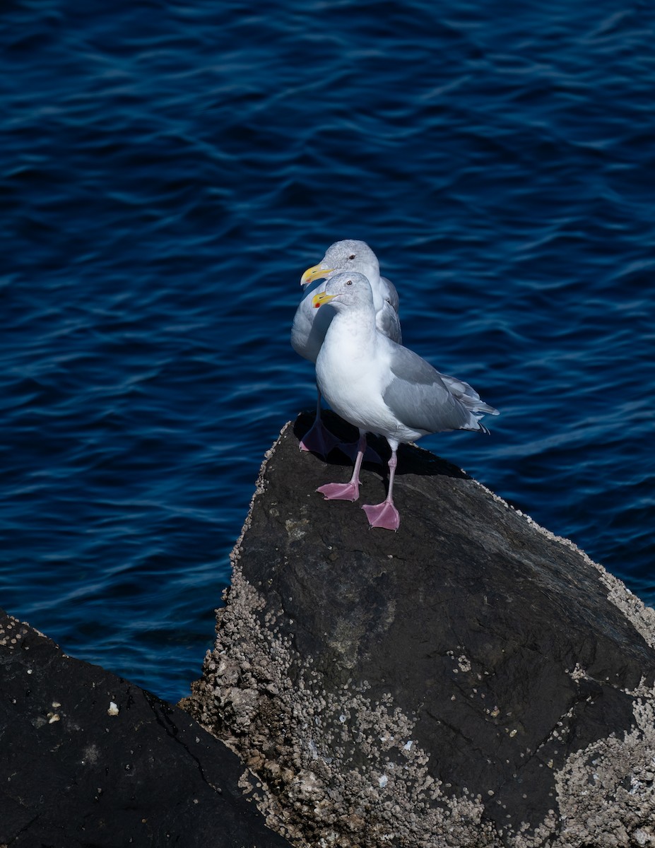 Glaucous-winged Gull - ML642693284